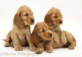 Three Golden Cocker Spaniel pups