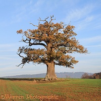Ockley oak - Autumn 2011