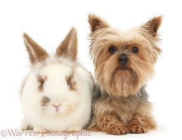 Young brown-and-white rabbit and Yorkie