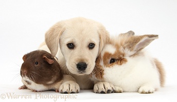 Yellow Labrador Retriever pup with rabbit and Guinea pig