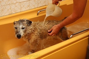 Patterdale x Jack Russell Terrier being washed