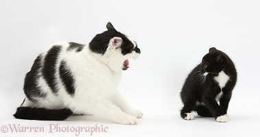 Black-and-white cat hissing at kitten