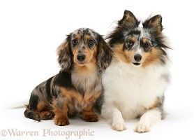 Sheltie and Dachshund pup