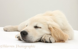 Golden Retriever pup asleep