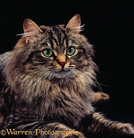Portrait of long-haired tabby cat