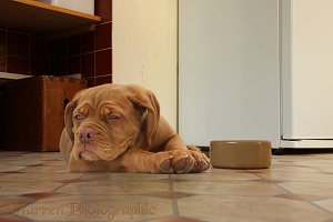 Dogue de Bordeaux puppy with food bowl