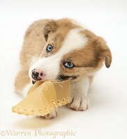 Blue-eyed Border Collie pup chewing a rawhide shoe
