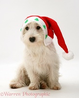 Westie pup wearing Santa hat