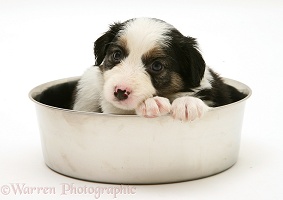 Border Collie pup in a metal food bowl
