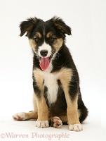 Tricolour Border Collie pup, sitting