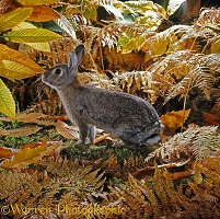 European Rabbit in autumn