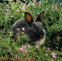 Siamese Sable Dwarf Rabbit