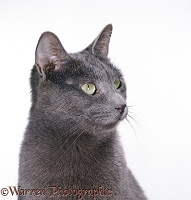 Russian Blue female cat in profile