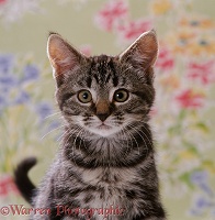 Portrait of tabby kitten, 8 weeks old