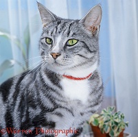 Silver tabby male cat, 3 years old