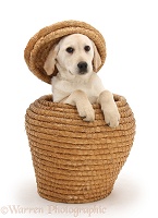 Yellow Labrador Retriever pup playing in straw basket