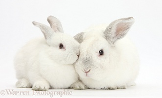 Elderly white rabbit and young white rabbit