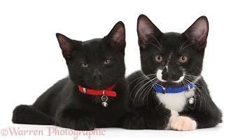 Black and black-and-white tuxedo kittens, with collars