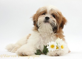 Maltese x Shih tzu pup with flowers