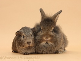 Baby agouti rabbit and Guinea pig on beige background