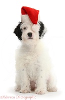 Jack-a-poo pup wearing Santa hat