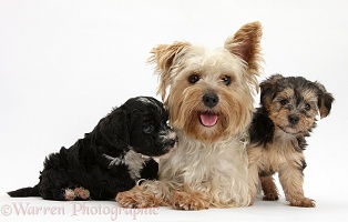 Yorkie mother and Yorkipoo pups
