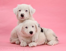 Mostly white Border Collie pups on pink background