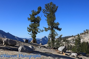 Whitebark Pine trees and granite boulders