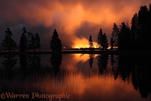 Forest fire at night with silhouette trees