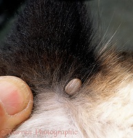 Parting the fur of a cat to reveal a bloated tick