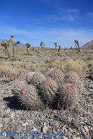 Barrel Cactus in Death Valley