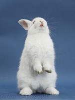 Young white rabbit standing up on blue background