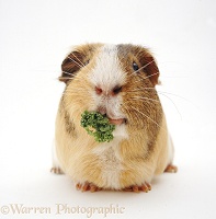 Tricolour Guinea pig eating parsley