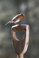 Robin with worm