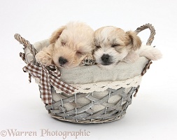 Cute sleeping Bichon x Yorkie pups