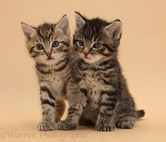 Cute tabby kittens, 6 weeks old, on beige background