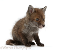 Red Fox cub vixen