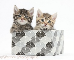 Cute tabby kittens, 6 weeks old, in a box