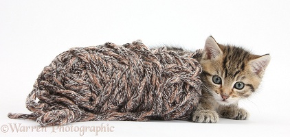 Cute playful tabby kitten with wool