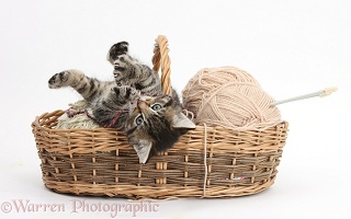 Naughty tabby kitten in a wool basket