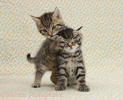 Two cute tabby kittens on flowery background