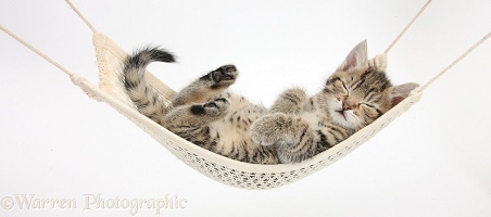 Cute tabby kitten asleep in a hammock