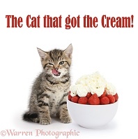 The Cat that got the Cream