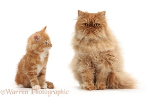Ginger kitten watching adult Persian cat