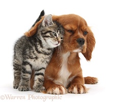 Cute tabby kitten rubbing against Ruby Cavalier Spaniel