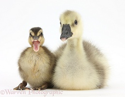 Yellow gosling and duckling
