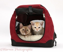 Burmese kittens in and on a cat carrier