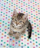 Cute tabby kitten, sitting on starry background