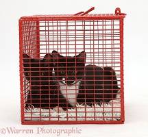 Black and black-and-white tuxedo kittens, in a crate