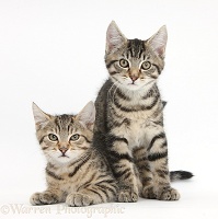 Tabby kittens lounging together